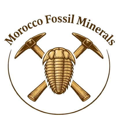 Morocco Fossil MineRALS